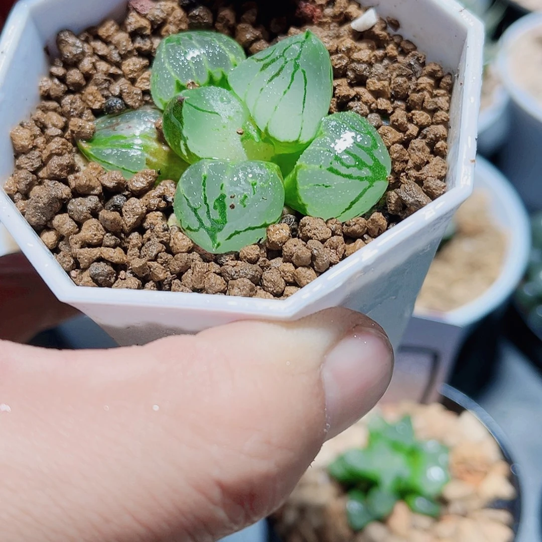 虞美人精品十二卷