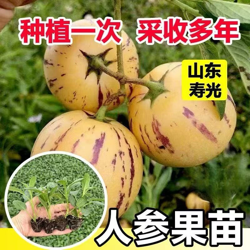 寿光苗场直发人参果秧苗爆甜口感阳台庭院种植