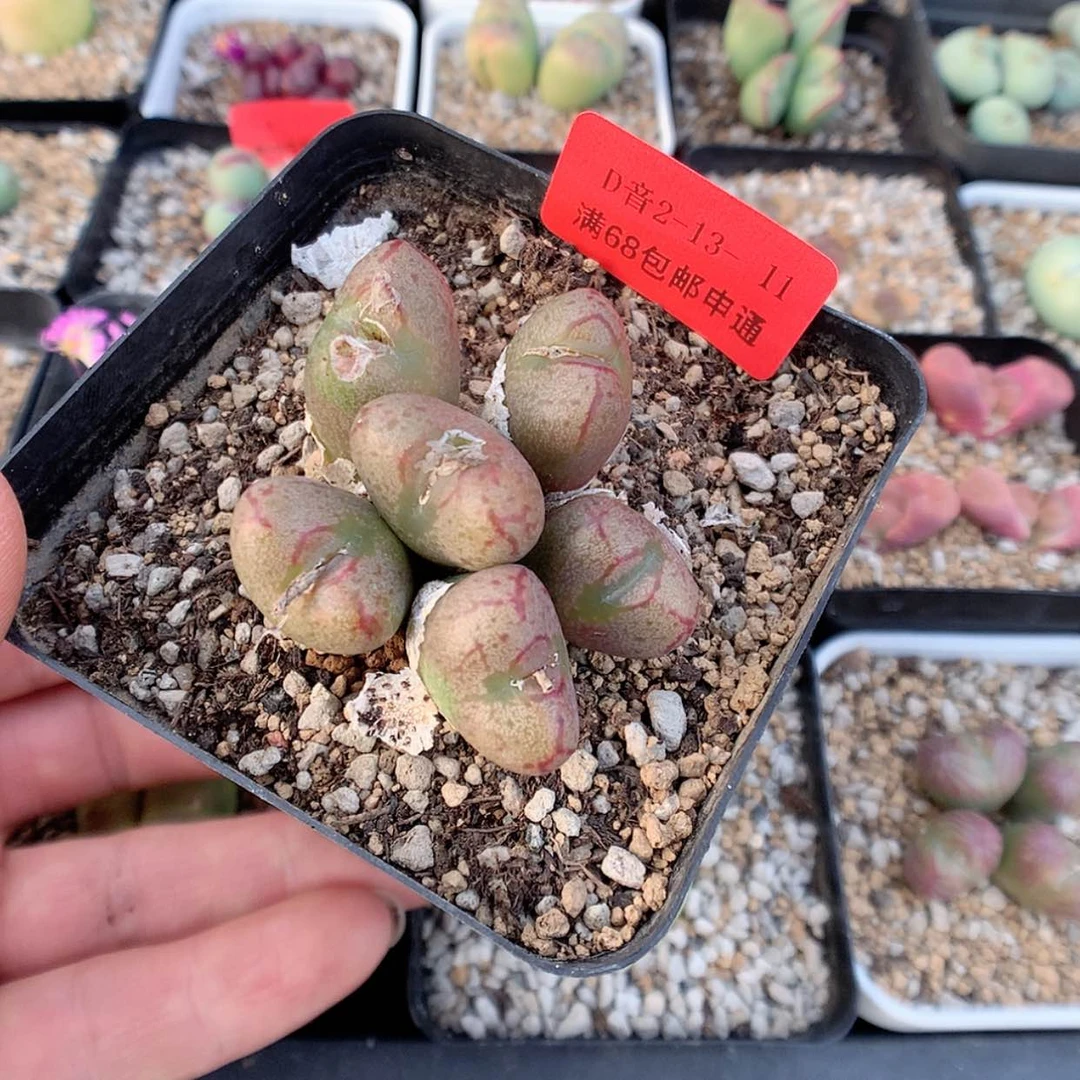 【闪购商品】2-13-11 肉锥杂 20