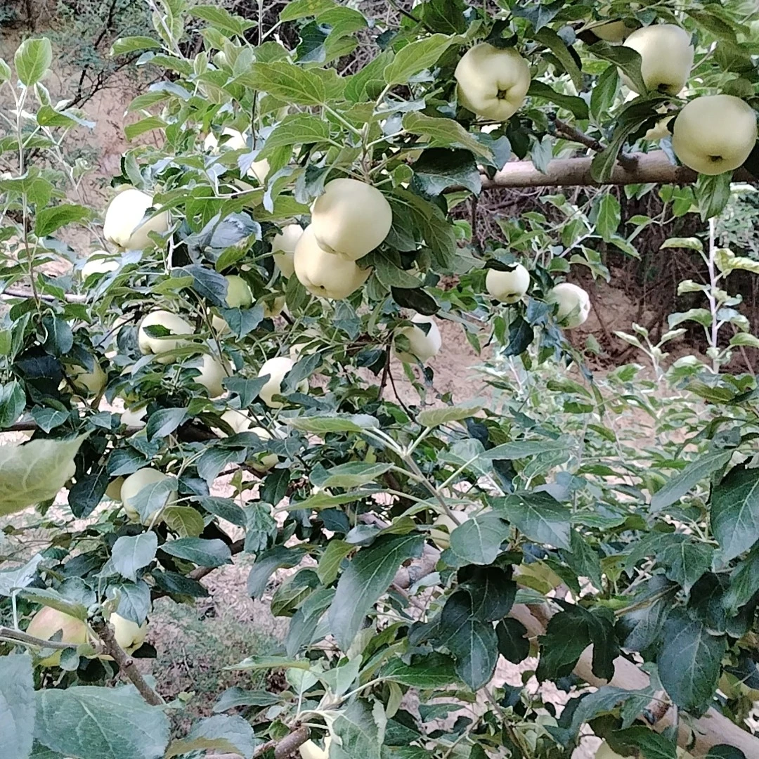 奶油嘎啦苹果当季新鲜脆甜水果头茬产地直发