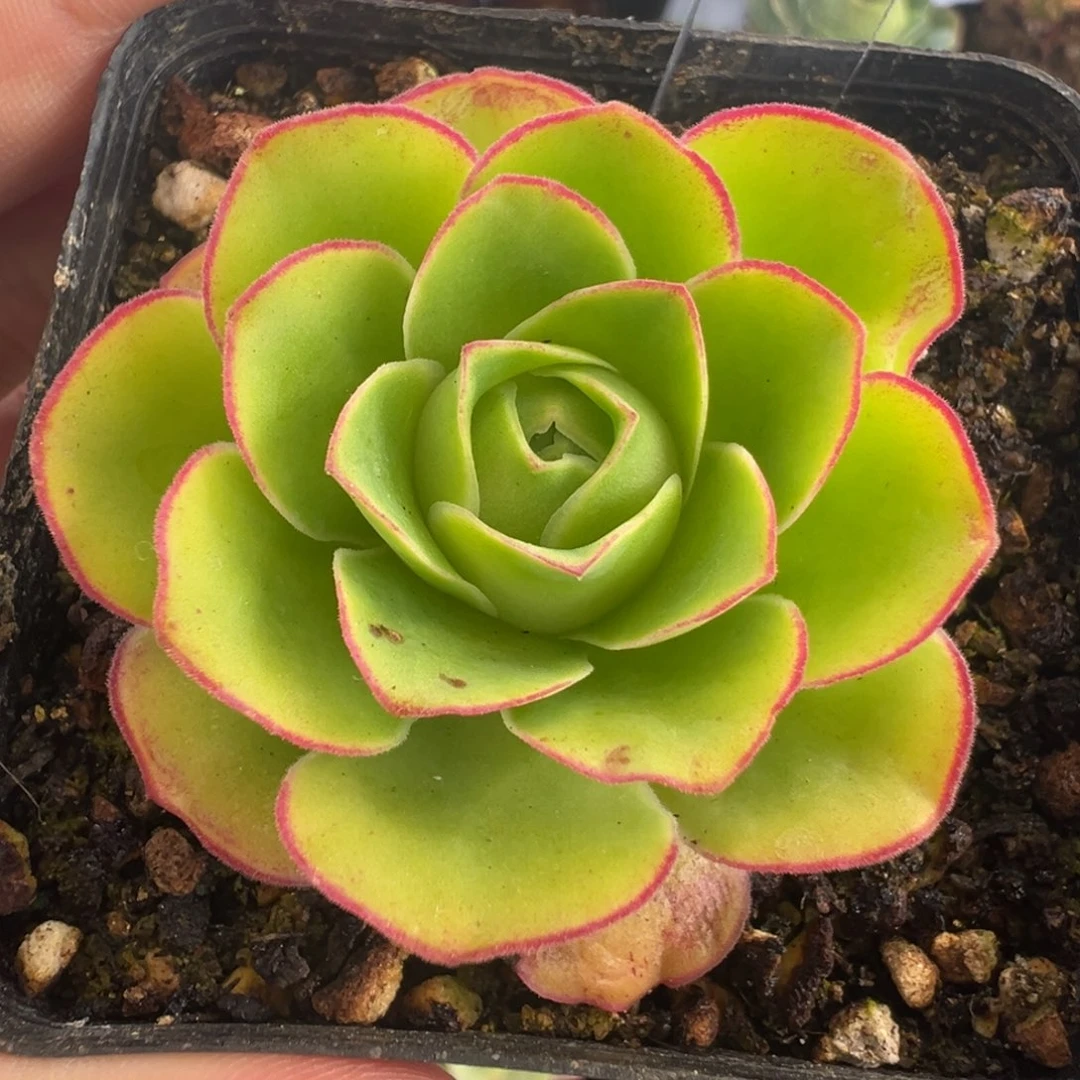 L25半城玫瑰离月