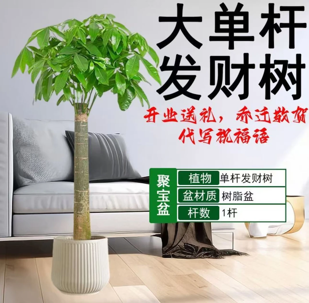 发财树1.1-1.5米盆栽花卉植物客厅光照小盆景四季常青易活好养