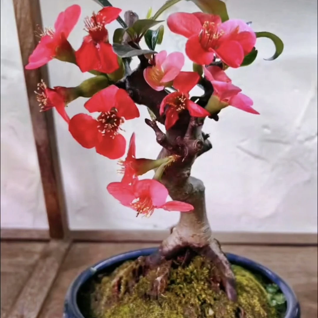 150发两棵款云南酸木瓜盆景 红花酸木瓜 刺木瓜 小老桩次年可开花