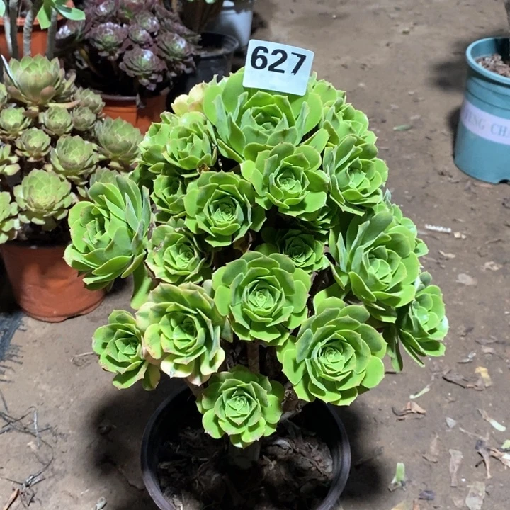 法师植物一物一拍627