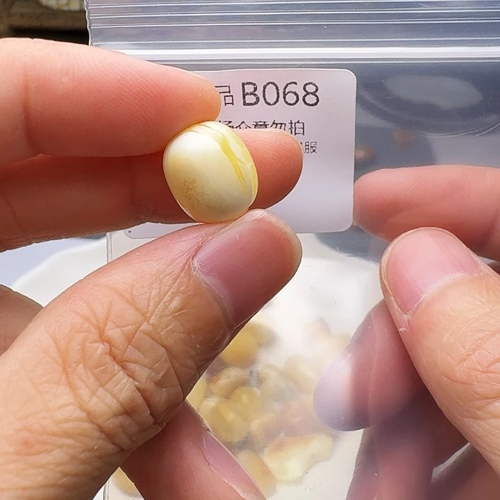 裸石琥珀未镶嵌琥珀