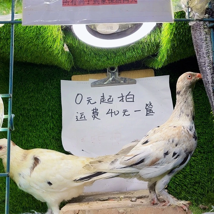 刘***哥15天中国大陆花魔鬼喜鹊