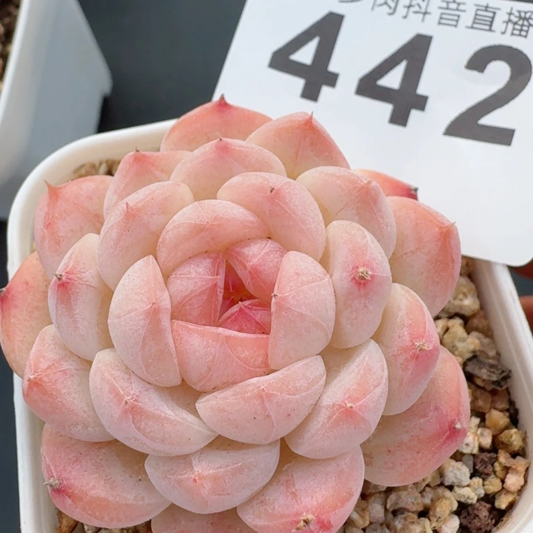 美心         精品多肉