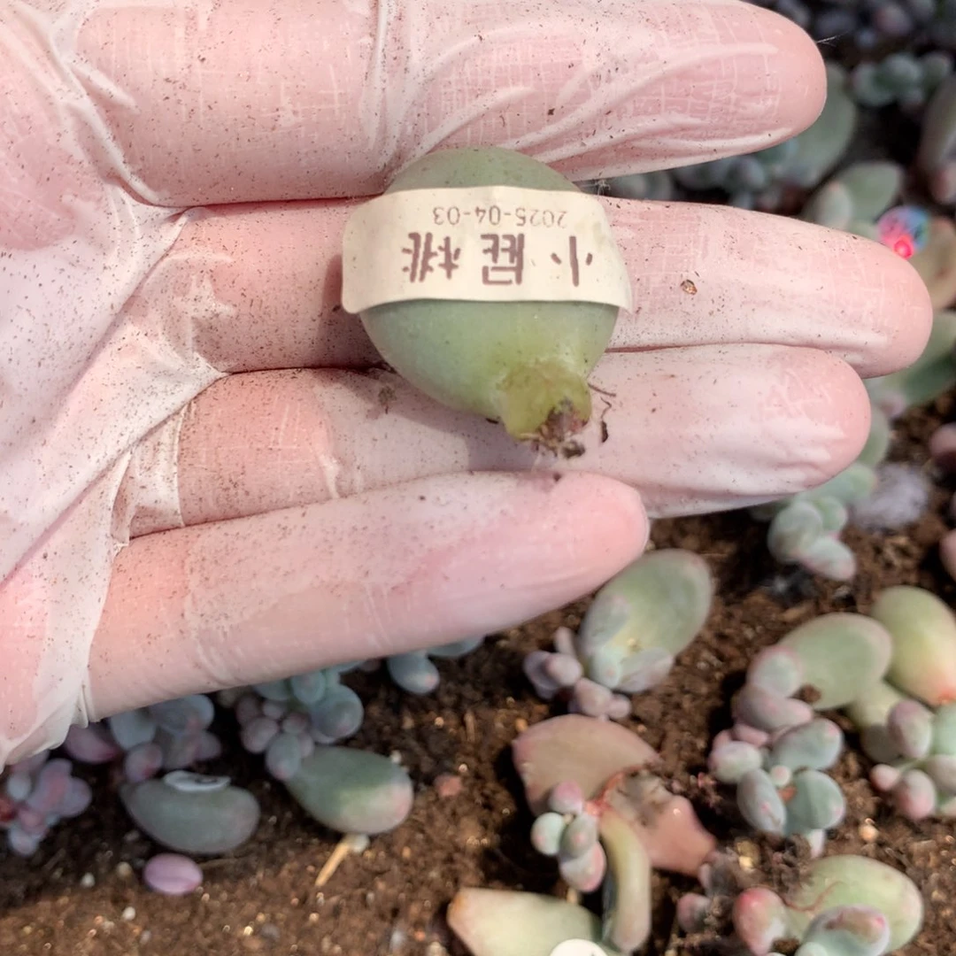 小屁桃哈哈哈哈哈哈