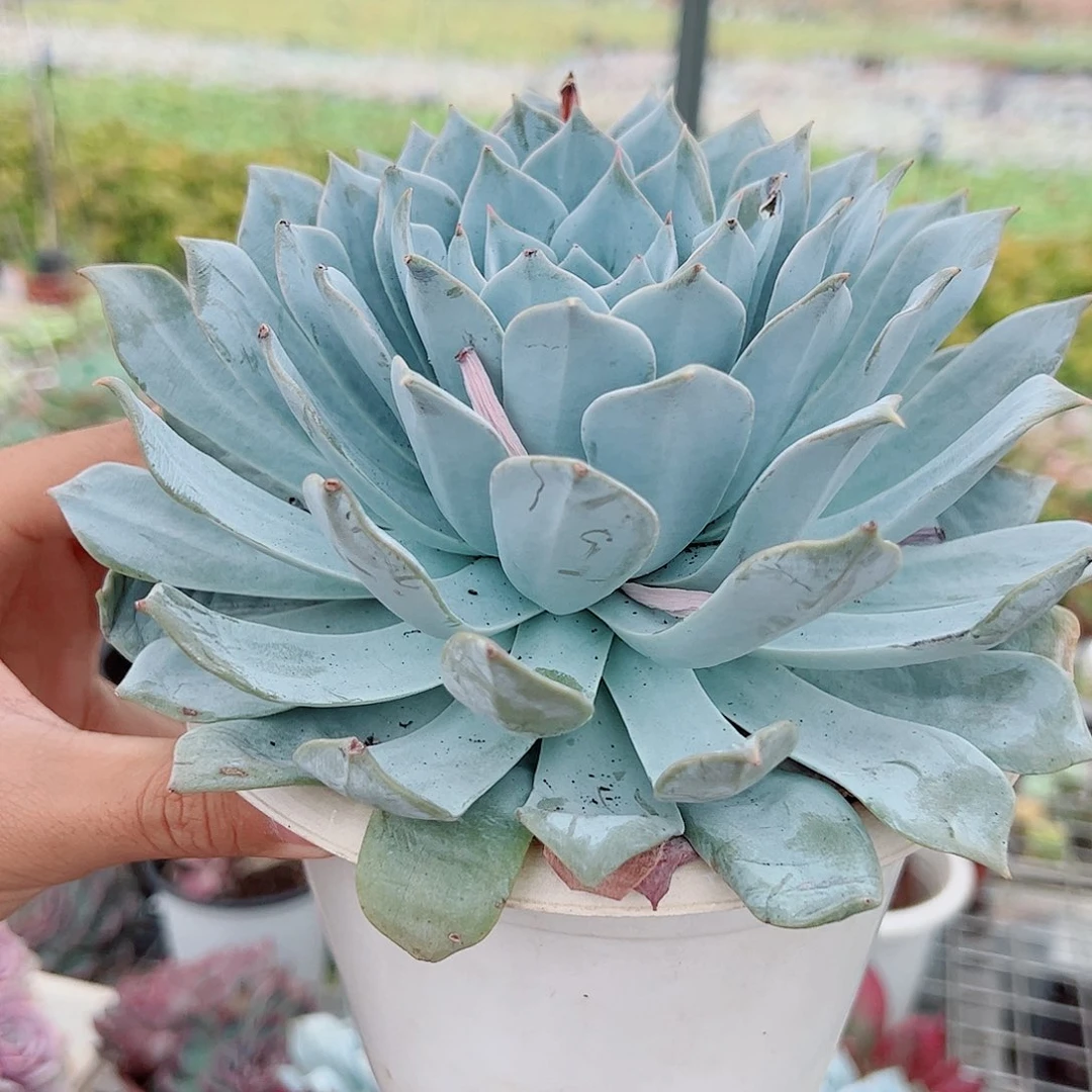 薄叶蓝鸟大单头特大精品