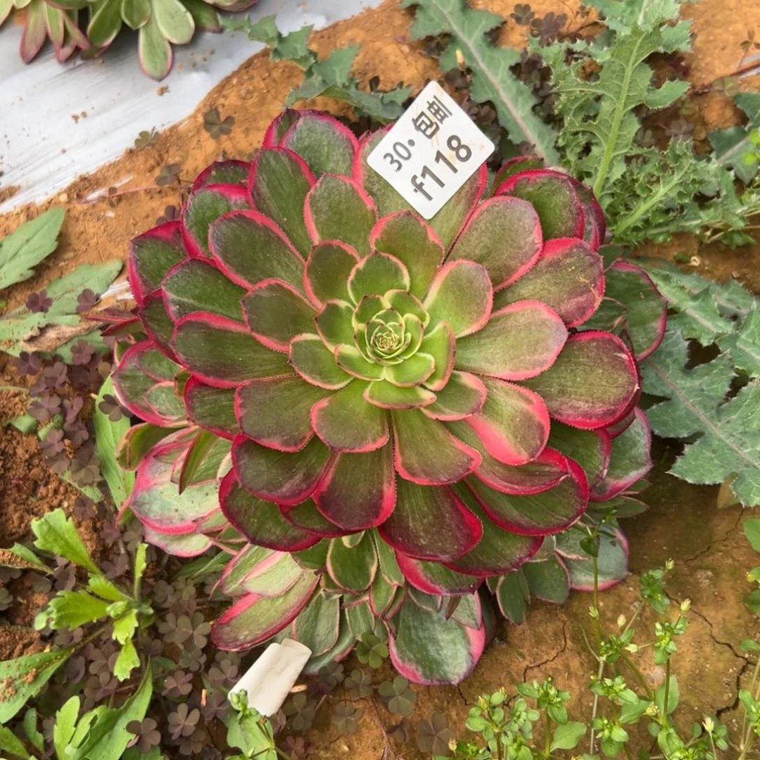 118粉花妖多肉法师