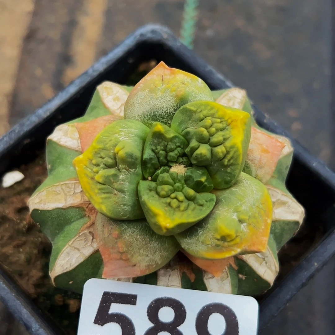 无花朵福利连山锦589