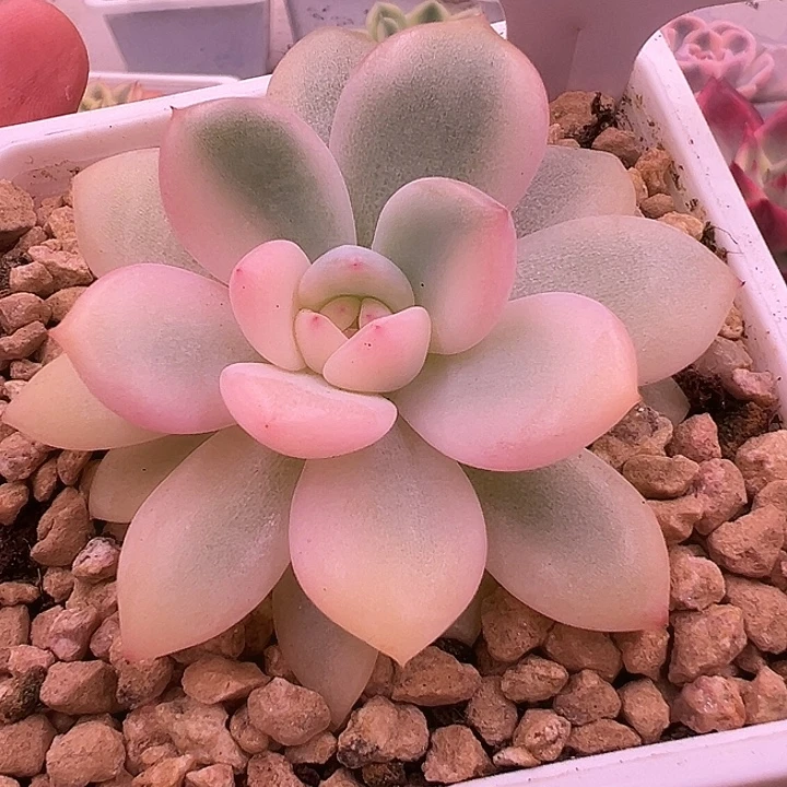 1180号橙子梦露锦多肉