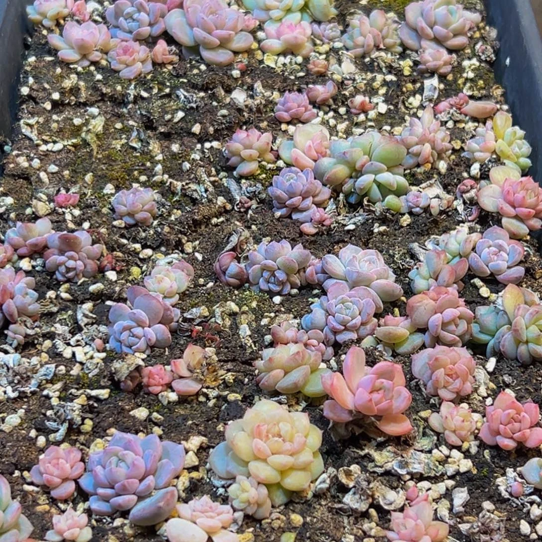 097多肉葡萄的味道是真的很