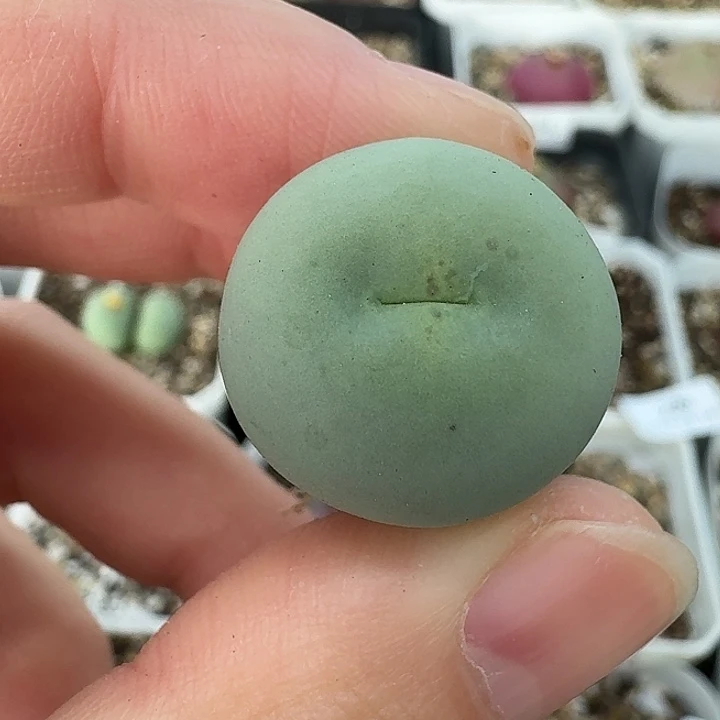 老马生石花2公分鸽子蛋219