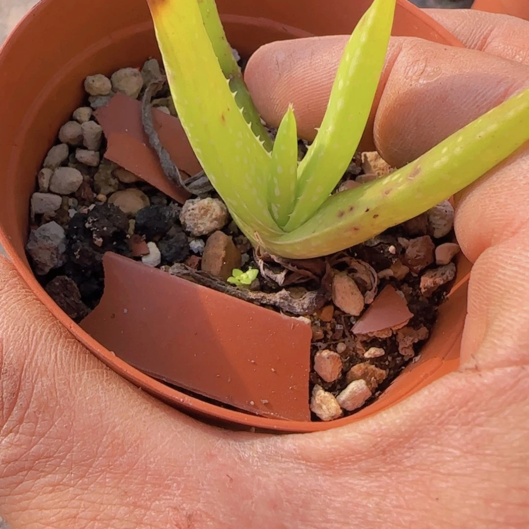 K***n块根植物块根植物