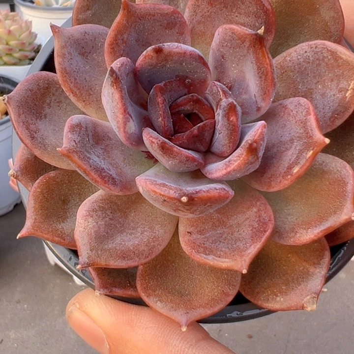 黑曼巴【两单包邮】一物一拍