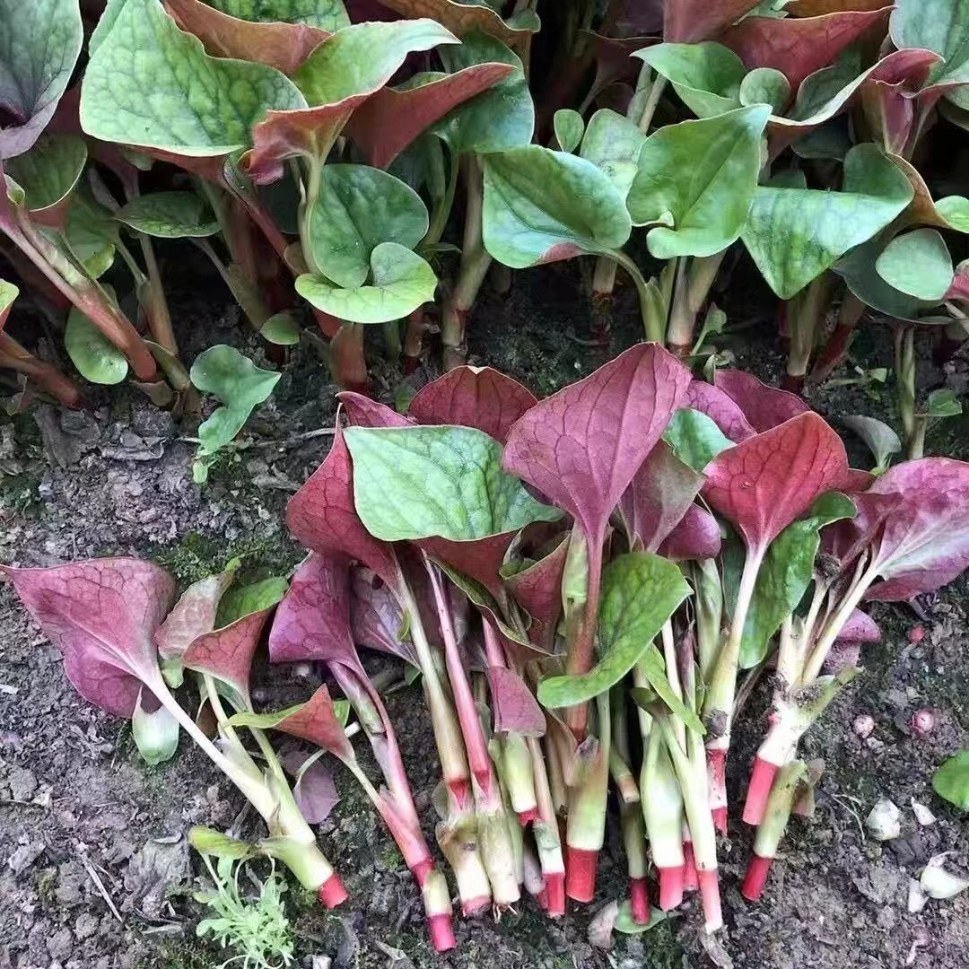 鱼腥草新鲜嫩叶四川贵州折耳根叶子凉拌猪鼻拱现摘现发嫩叶鲜嫩