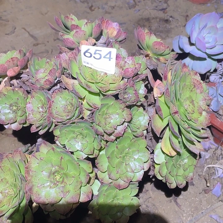 多肉植物断枝不包654万拉丝