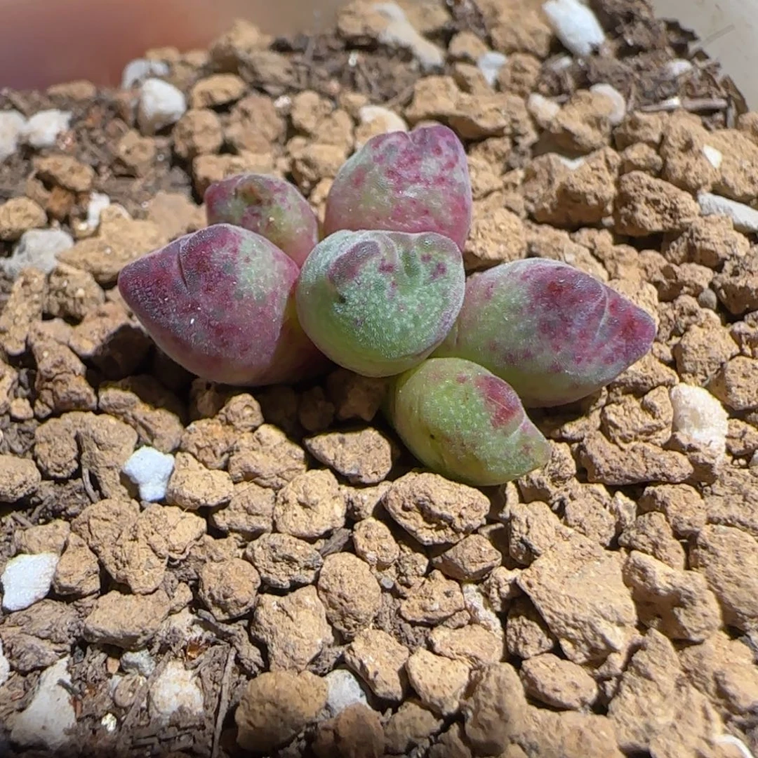 肉锥多肉植物组合-杂交斑马1019