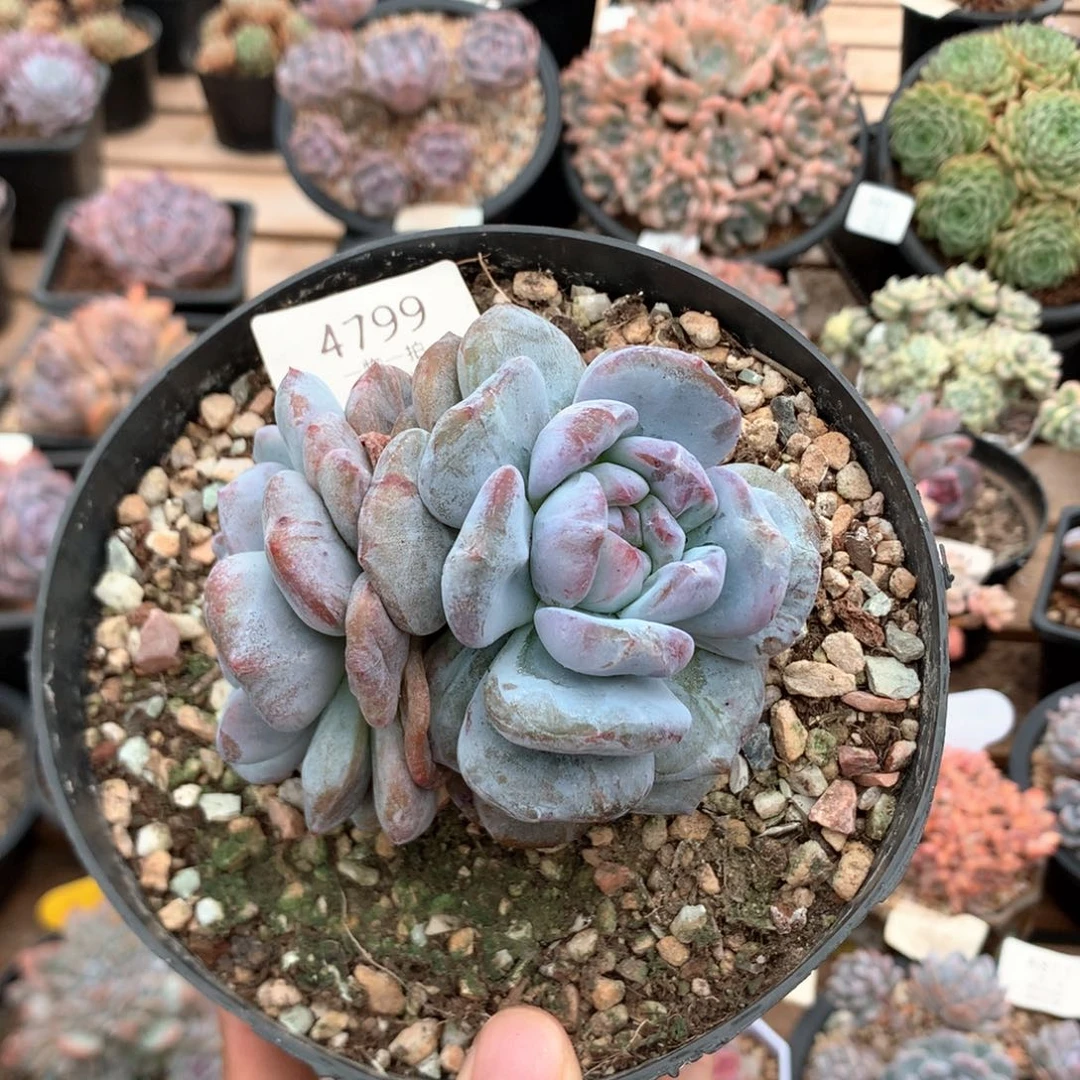 10厘米双头星影石化 4799
