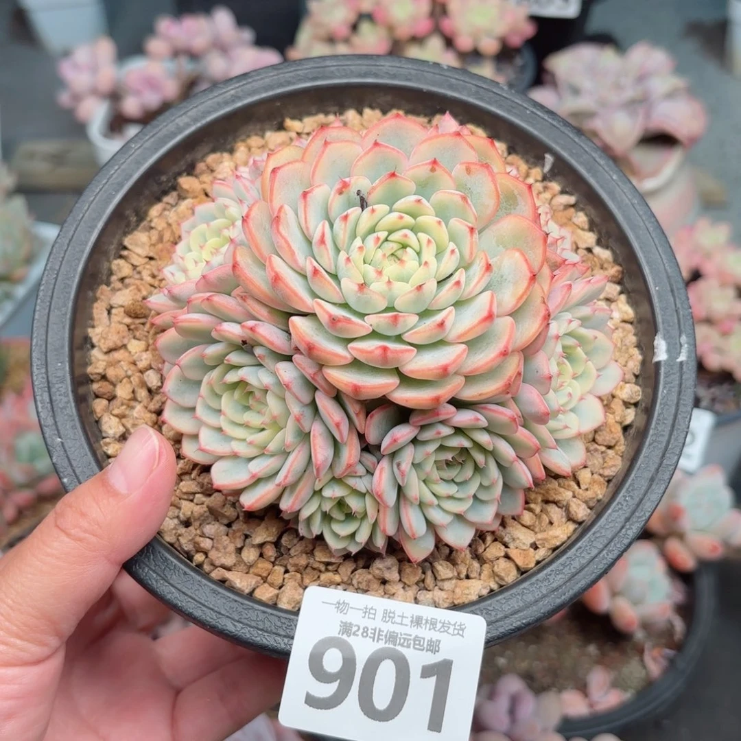 姬莲锦孤品无盆土发货