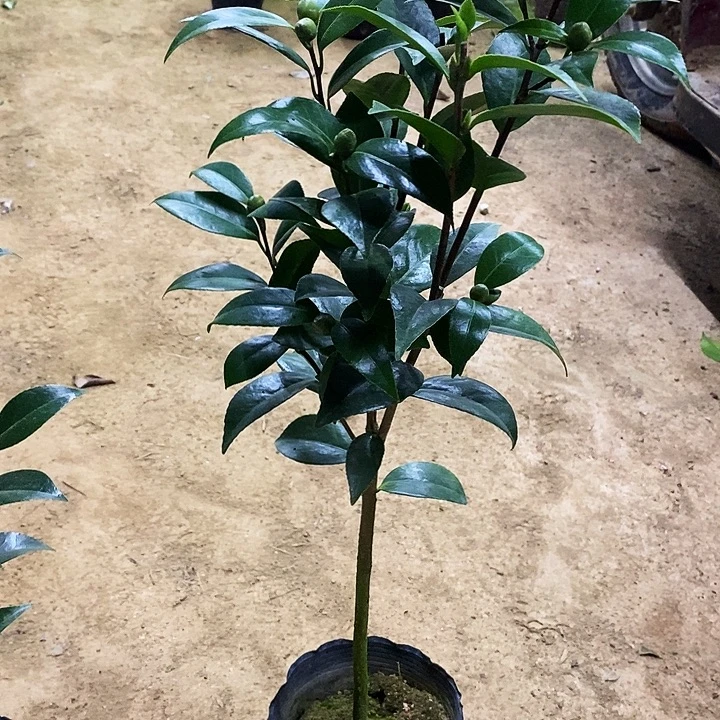 无花朵红喜糖。
