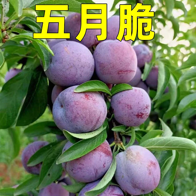 【带土带果带分枝】五月脆李子苗早熟脆李地栽盆栽南北方种植