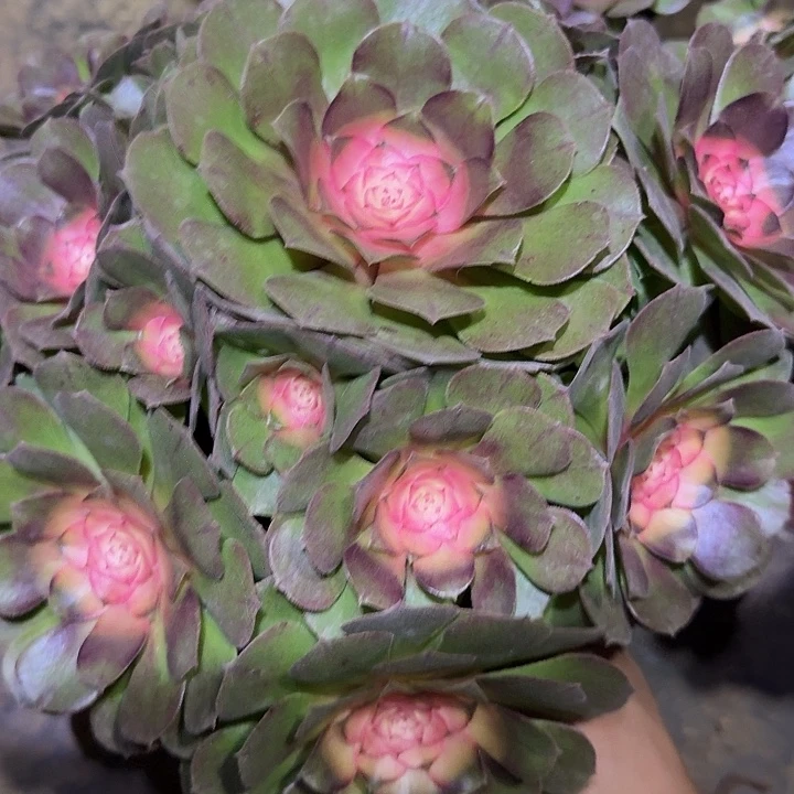 精品红心沙拉碗捧花特价福利