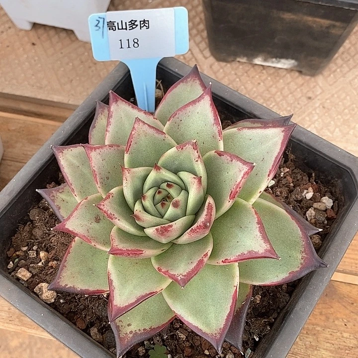 118-直播福利 乌木