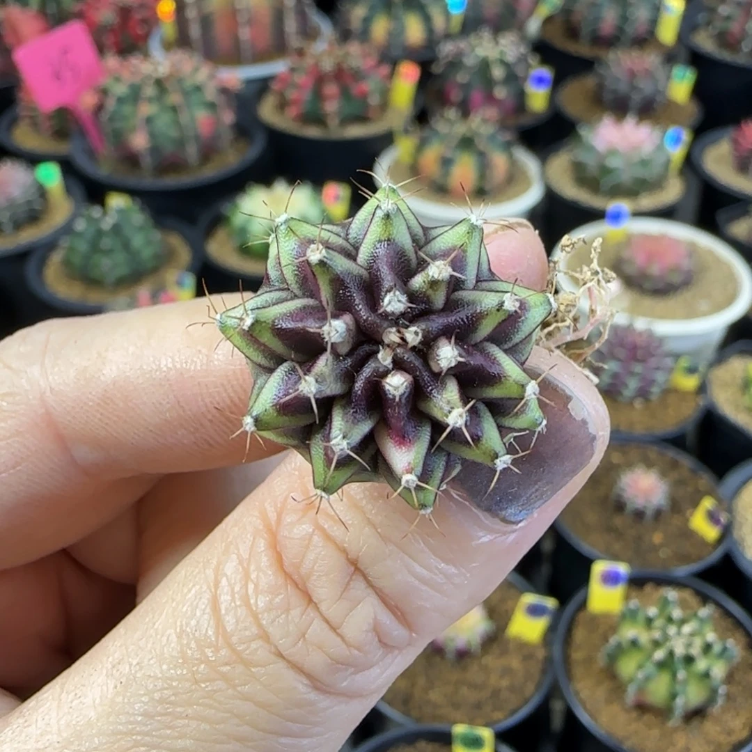 侧芽全品福利价哦