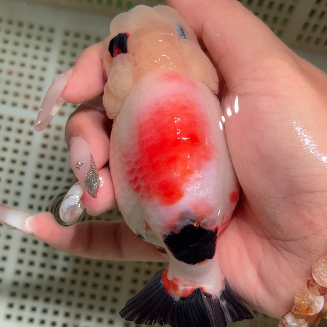 琋***月金鱼拍包装包邮，不拍包装运费到付