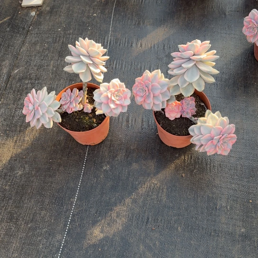 小***塘紫乐锦两颗锦上园艺一物一拍