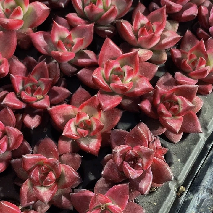 小红檀1.5带土发