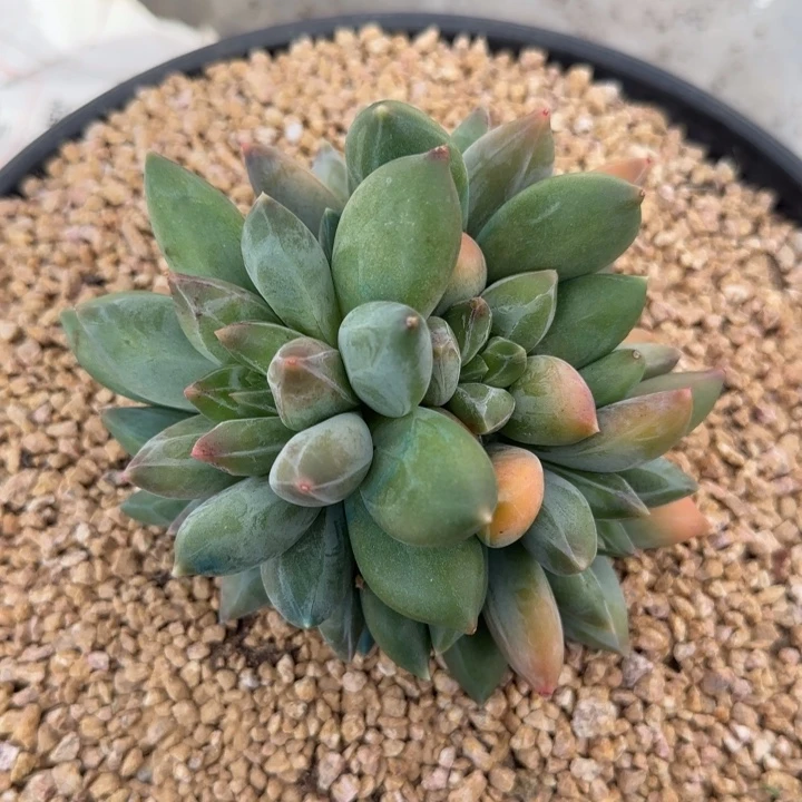 重楼群生多肉植物