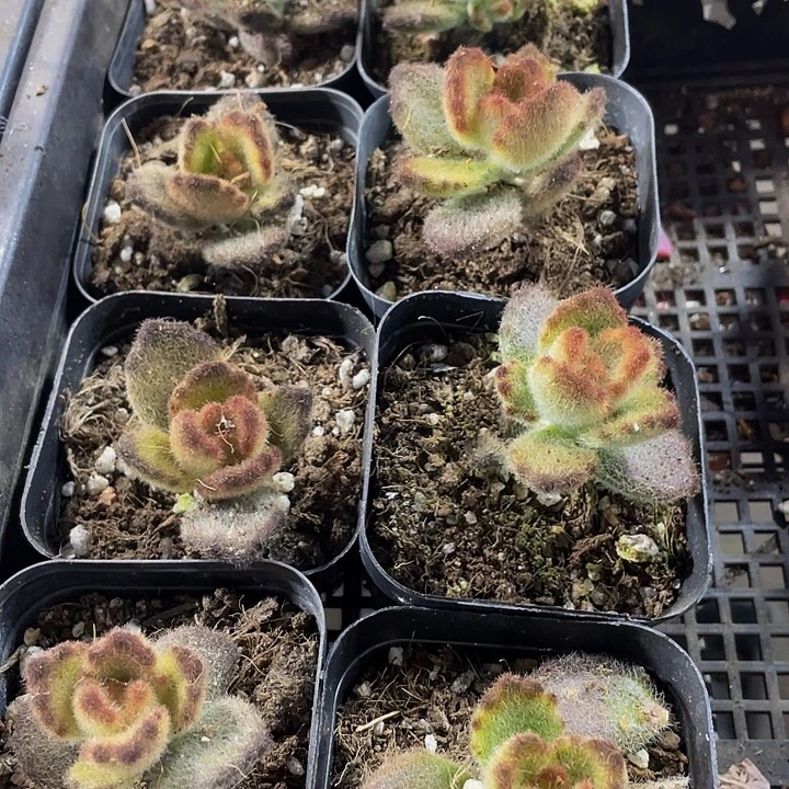 泰迪熊带盆土发货