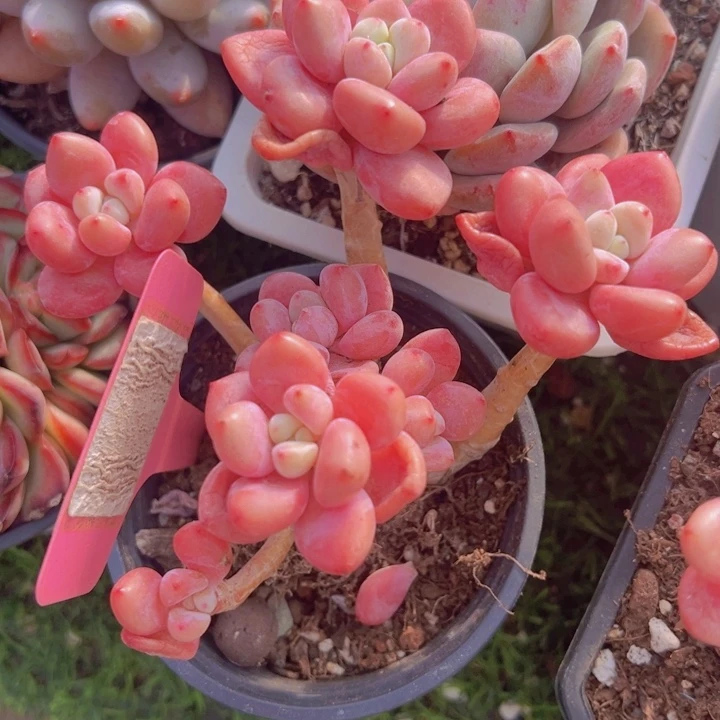 健健康康平平安安