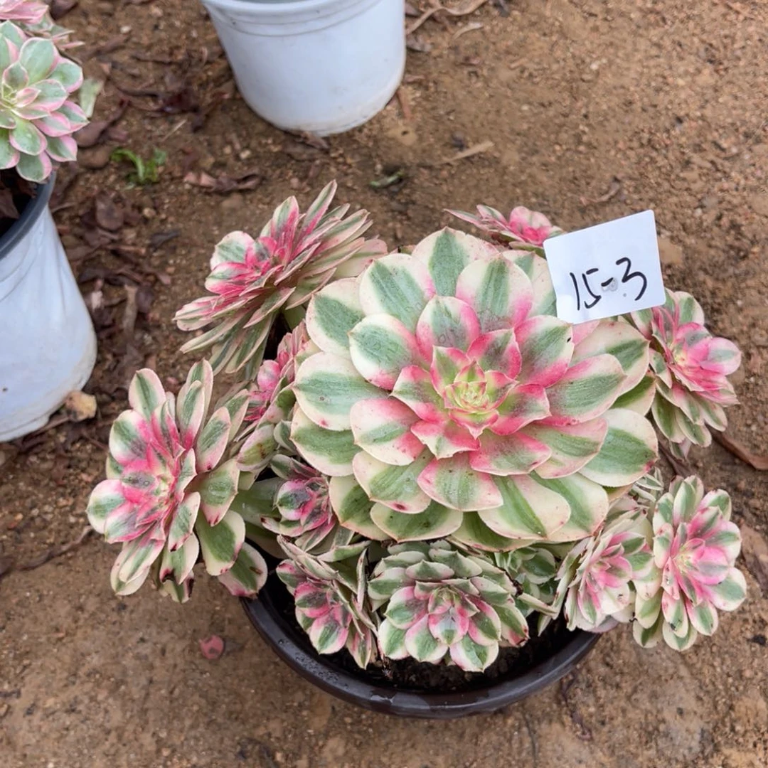 10-15-3倾城法师锦多肉