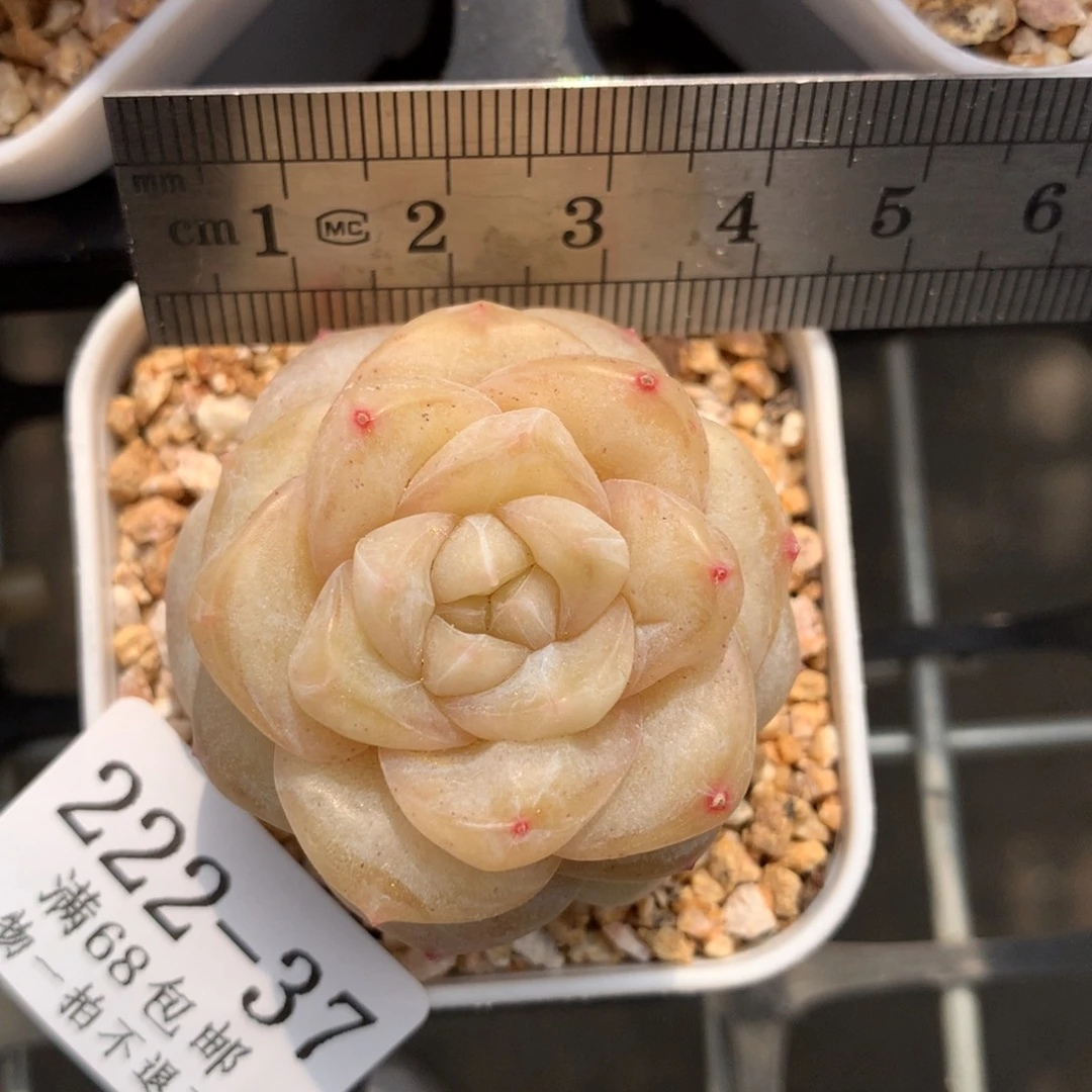 37。妃子笑。糖心多肉。