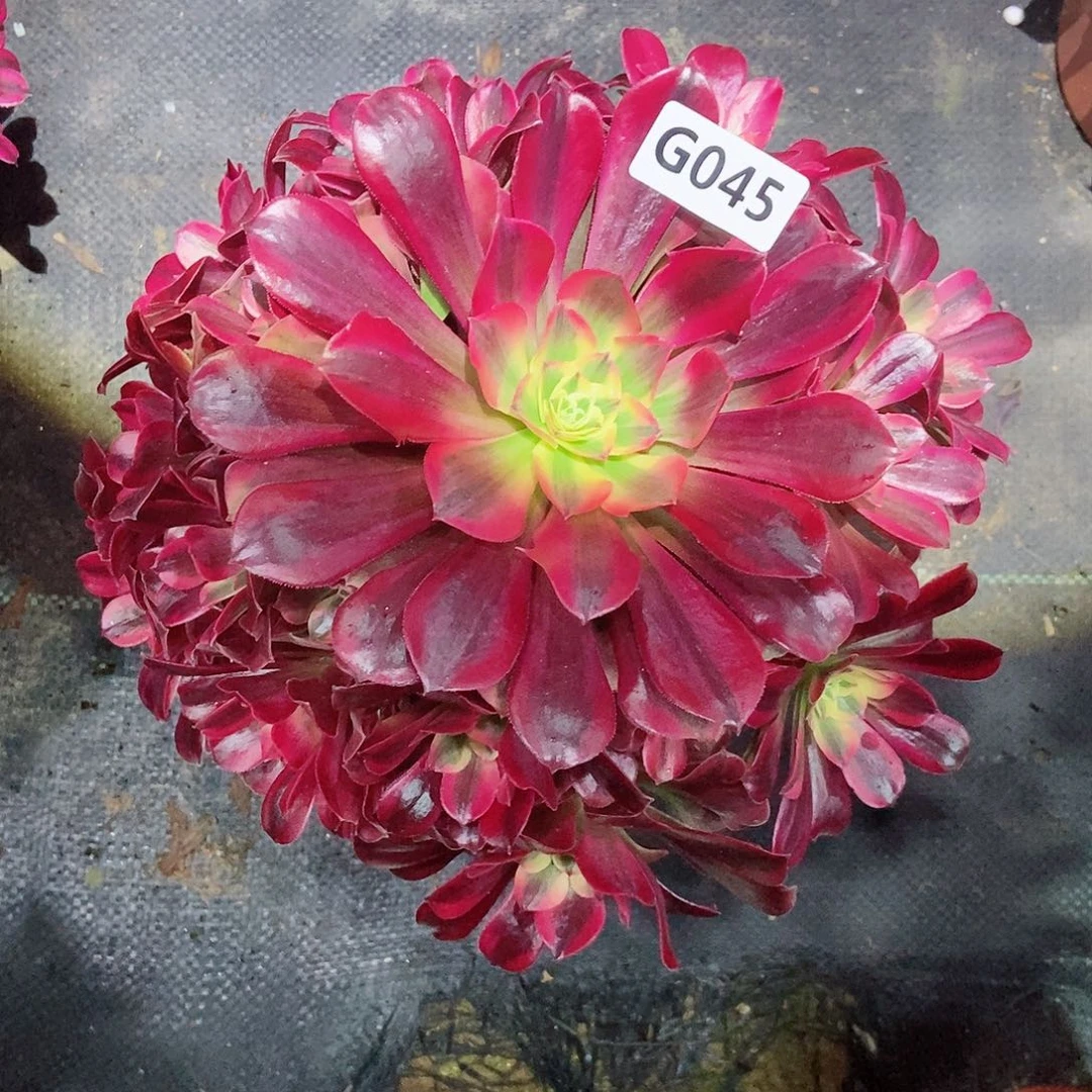 红陶045美杜莎3多肉