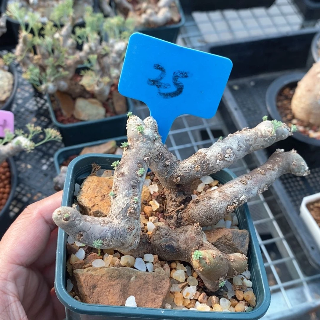 黑皮月界多肉植物