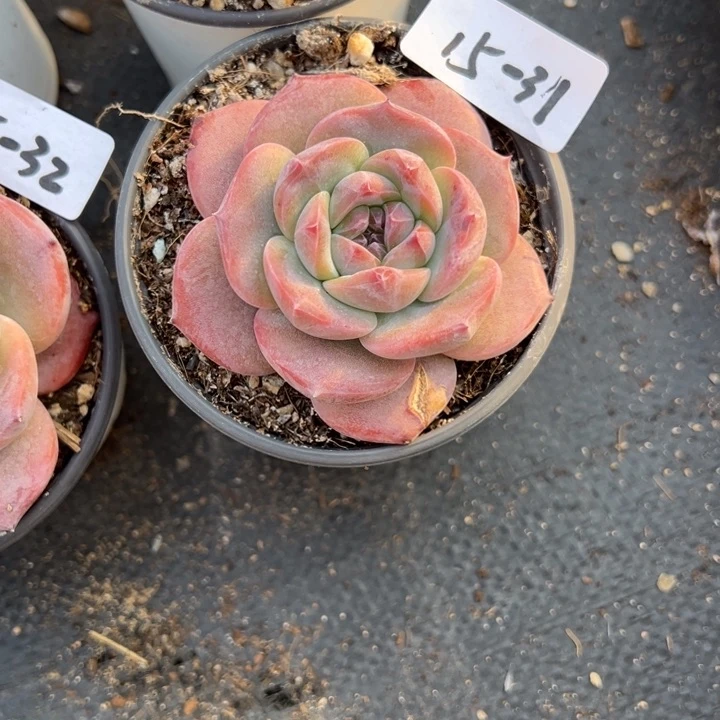 15-31紫橙小鹿园艺