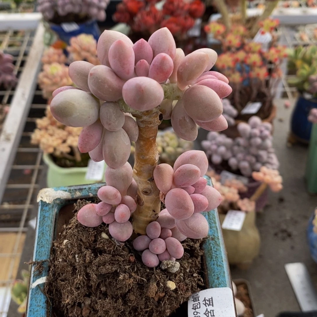 汤圆树681/6cm的肉