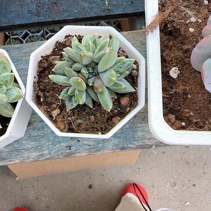 青蛙王子儿童牙膏111