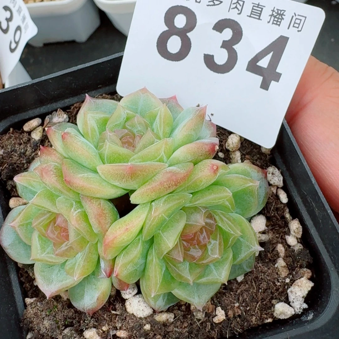 无尽灯            精美多肉植物