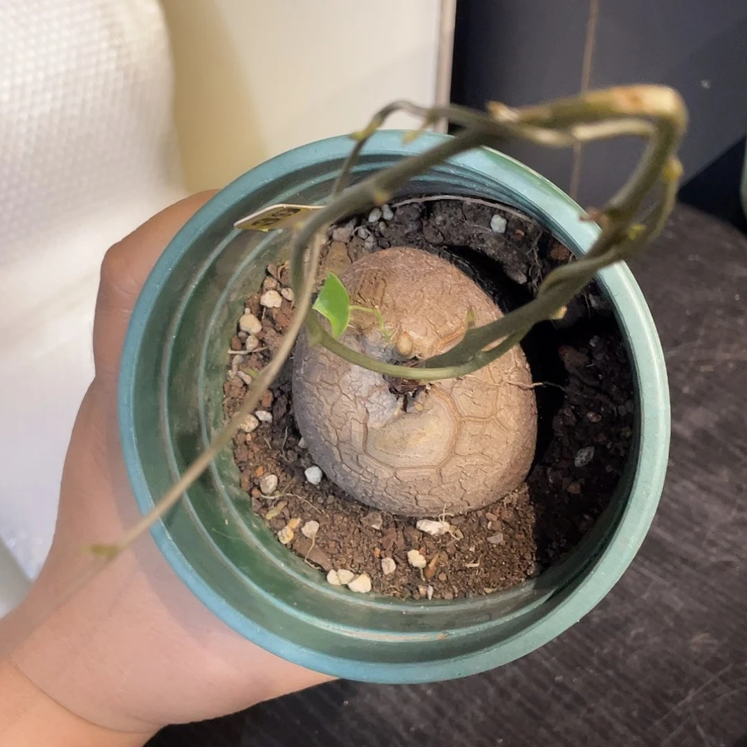 龟甲龙39号不退换