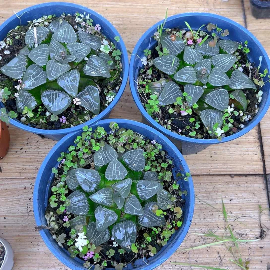 加仑盆月影母本玉露一颗