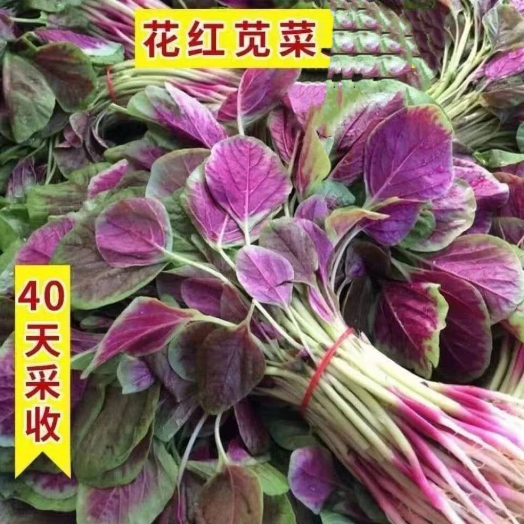 耐热红苋菜种子四季蔬菜红圆叶苋菜柳叶盆栽菜种籽春夏四季阳台