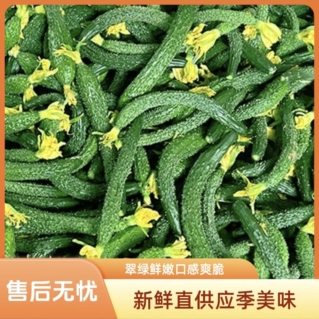 老品种自然生长新鲜农家小黄瓜蔬菜手指粗细腌制凉拌酱瓜下酒菜