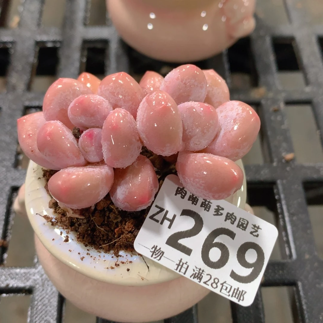 肉萌萌拇指盆精控多肉ZH269