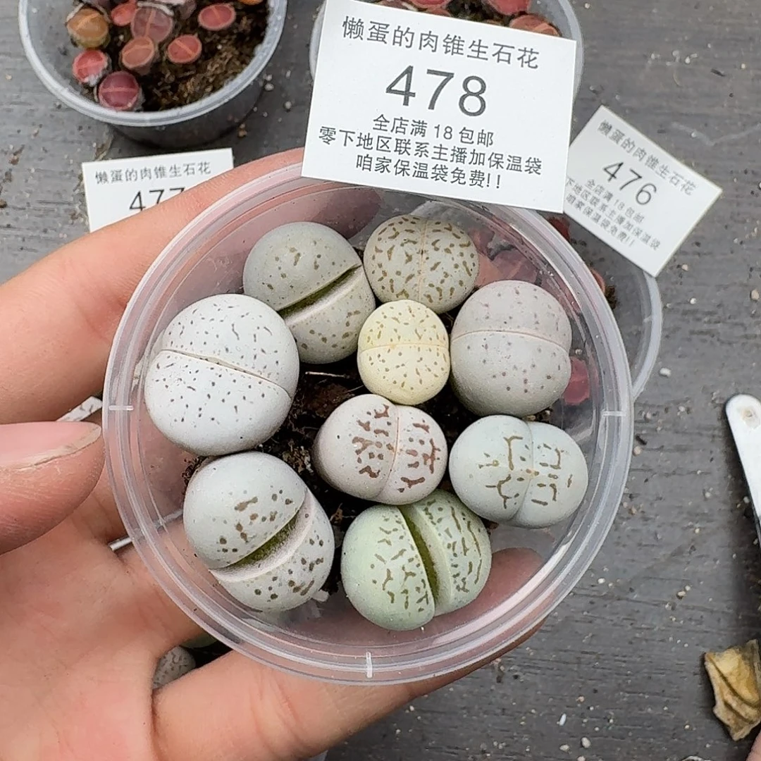 478大白三年满18包邮